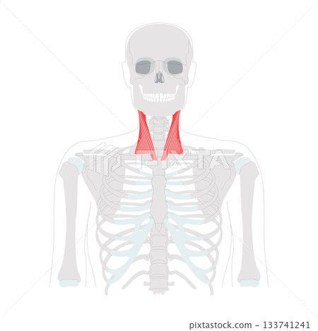 Sternocleidomastoid - Human neck muscle anatomy chart, with two heads originating from sternum and clavicle Sternocleidomastoid - Human neck muscle anatomy chart, with two heads originating from sternum and clavicle 133741241