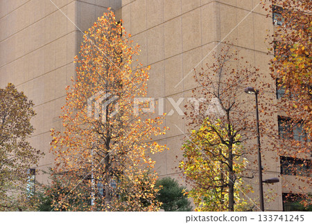 Central Market Street sparkles with autumn leaves Central Market Street sparkles with autumn leaves 133741245