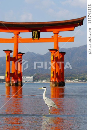 嚴島神社的鳥居與蒼鷺 嚴島神社的鳥居與蒼鷺 133741338