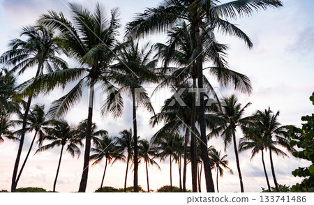 Tropical beach sunrise in Miami. Tropical outdoor scene with palm tree. Tropical summer vacation. Exotic nature. Palm tree. Summer vacation in Miami south beach, Florida. Palm tree of California Tropical beach sunrise in Miami. Tropical outdoor scene with palm tree. Tropical summer vacation. Exotic nature. Palm tree. Summer vacation in Miami south beach, Florida. Palm tree of California 133741486