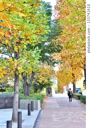 People walking along a tree-lined path where the leaves turn autumn colors in the sunlight People walking along a tree-lined path where the leaves turn autumn colors in the sunlight 133741618