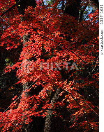 Maple leaves which turned red leaves 133741621