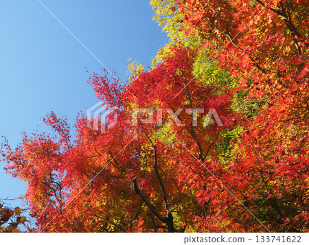 Blue skies and bright red autumn leaves 133741622