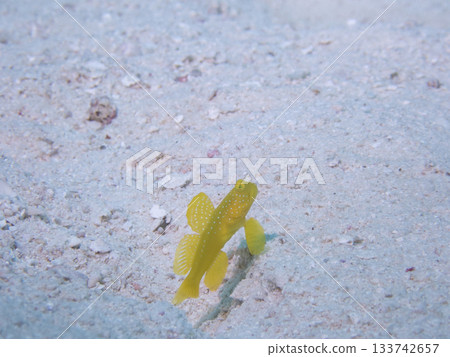 白沙上的黃銀色蝦虎魚 白沙上的黃銀色蝦虎魚 133742657