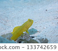 Yellow silver goby on white sand 133742659