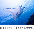 Flying Manta Ray 133742660