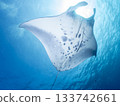 Manta rays flying overhead 133742661