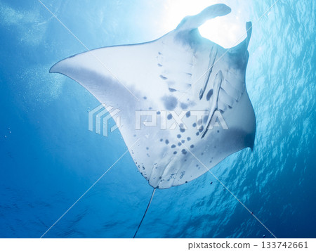 Manta rays flying overhead Manta rays flying overhead 133742661