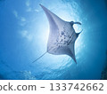 Flying Manta Ray 133742662