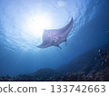 A departing manta ray 133742663