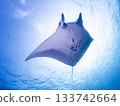Manta ray from below 133742664