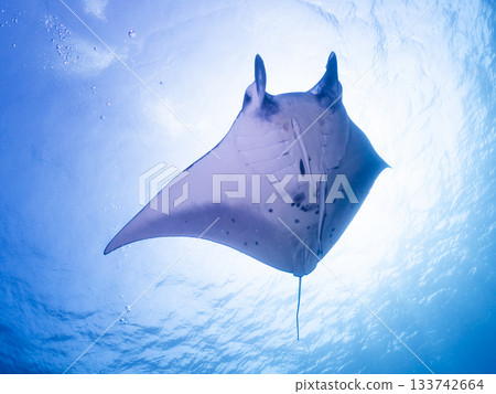 Manta ray from below Manta ray from below 133742664