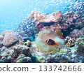 Blue sea, white sea anemones, orange clownfish 133742666