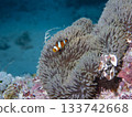 Clownfish and crabs live in the same sea anemone 133742668