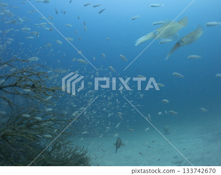 Bigfin reef squid approaching a fish reef to spawn Bigfin reef squid approaching a fish reef to spawn 133742670