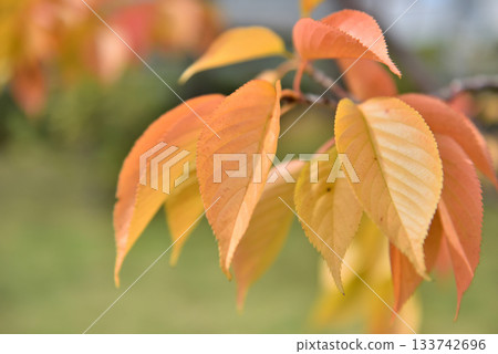Autumn-colored leaves on the trees 133742696