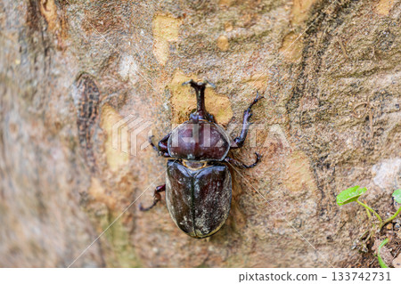 Summer insect ecology photography in Taiwan: close-up of rhinoceros beetles 133742731