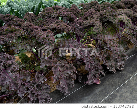 Growing purple kale 133742788