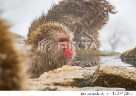 Snow Monkey (Jigokudani Monkey Park) Snow Monkey (Jigokudani Monkey Park) 133742803