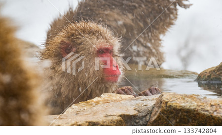 雪猴（地獄谷雪猴公園） 133742804