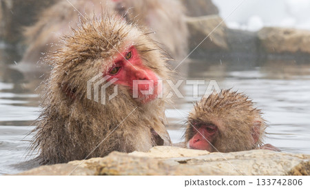 Snow Monkey (Jigokudani Monkey Park) 133742806