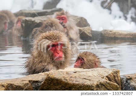 Snow Monkey (Jigokudani Monkey Park) Snow Monkey (Jigokudani Monkey Park) 133742807