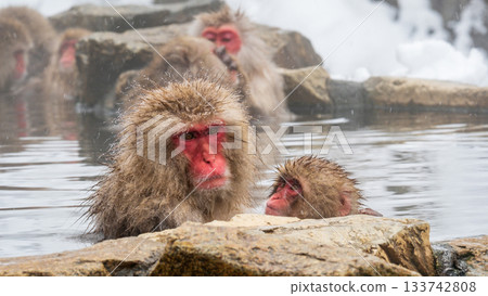 Snow Monkey (Jigokudani Monkey Park) 133742808