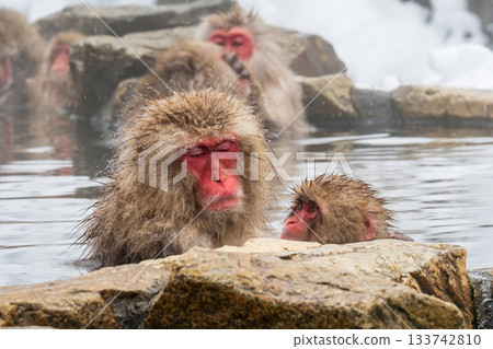 Snow Monkey (Jigokudani Monkey Park) Snow Monkey (Jigokudani Monkey Park) 133742810