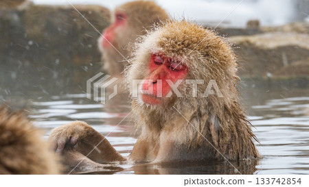 Snow Monkey (Jigokudani Monkey Park) Snow Monkey (Jigokudani Monkey Park) 133742854
