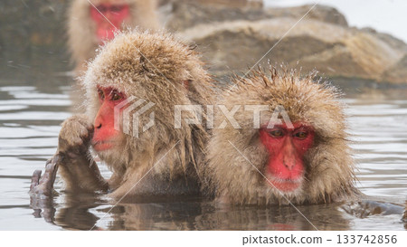 雪猴（地獄谷雪猴公園） 133742856
