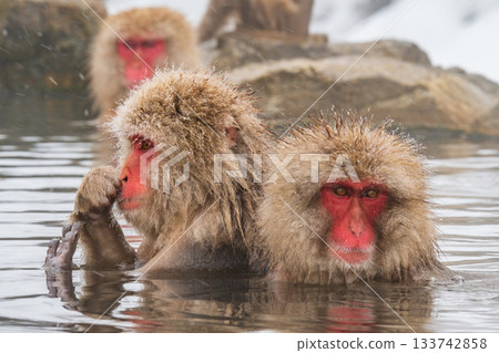 雪猴（地獄谷雪猴公園） 133742858