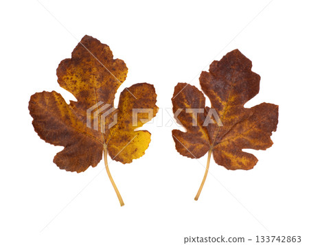 Yellowed fig leaves Yellowed fig leaves 133742863