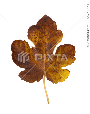 發黃的無花果葉 133742864