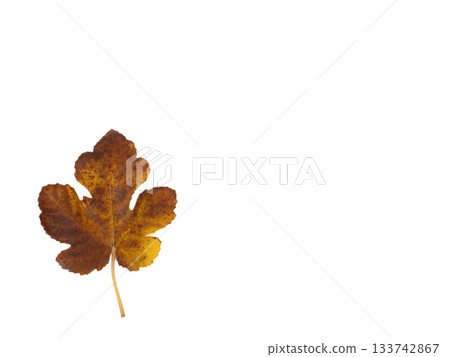 Yellowed fig leaves Yellowed fig leaves 133742867