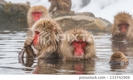 雪猴（地獄谷雪猴公園） 133742908