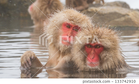 Snow Monkey (Jigokudani Monkey Park) 133742910