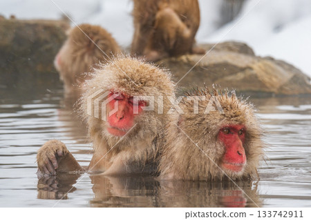 雪猴（地獄谷雪猴公園） 133742911
