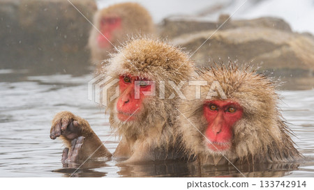 Snow Monkey (Jigokudani Monkey Park) 133742914