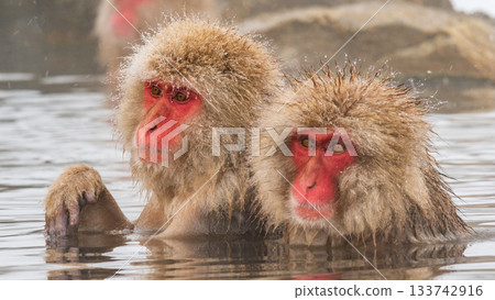 Snow Monkey (Jigokudani Monkey Park) 133742916
