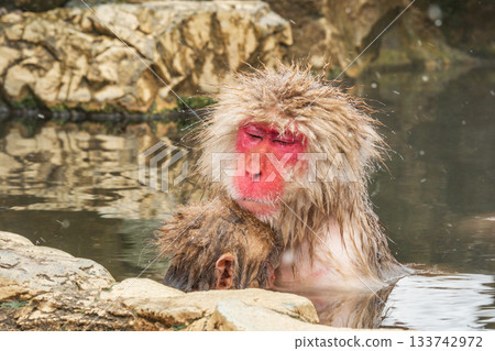 雪猴（地獄谷雪猴公園） 133742972