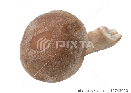 透明背景上的一個香菇（png） 133743030