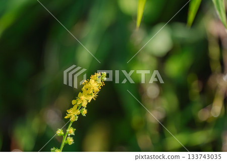 Autumn forest: Yellow agrimony flowers 01 Autumn forest: Yellow agrimony flowers 01 133743035