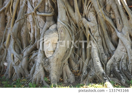 Head of Buddha statue at Wat Mahathat, Ayutthaya Historical Park, Ayutthaya, Thailand Head of Buddha statue at Wat Mahathat, Ayutthaya Historical Park, Ayutthaya, Thailand 133743166
