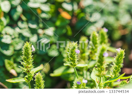 秋季花卉:小毛地黃花 01 秋季花卉:小毛地黃花 01 133744534