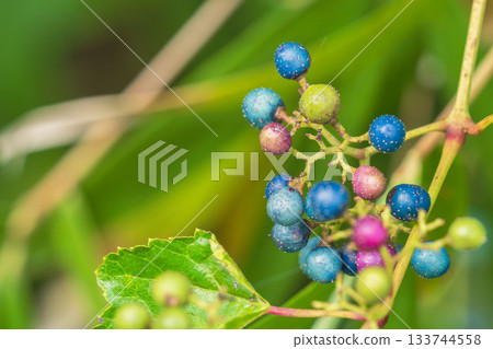 秋山五彩葡萄 07 133744558