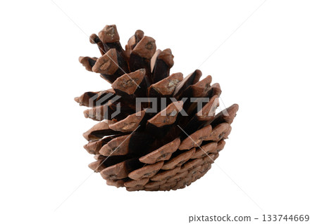 One pine cone on a transparent background (png) 133744669