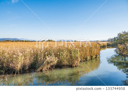 滋賀郡近江八幡市西之湖的蘆葦群落 133744938