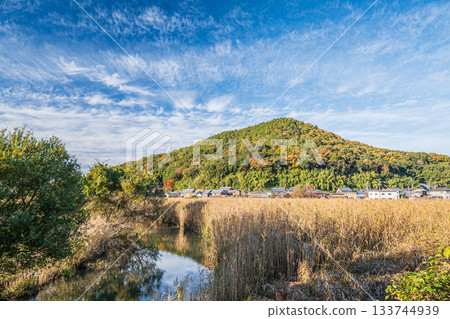 滋賀郡近江八幡市西之湖的蘆葦群落 133744939