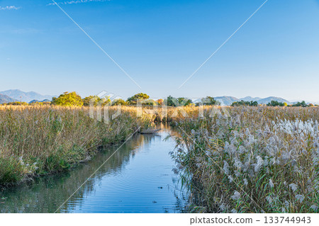 滋賀郡近江八幡市西之湖的蘆葦群落 滋賀郡近江八幡市西之湖的蘆葦群落 133744943
