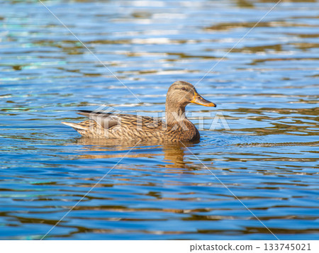 Female mallard duck swimming in the pond Female mallard duck swimming in the pond 133745021